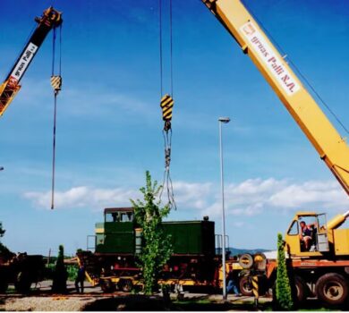 grues transplant plantes